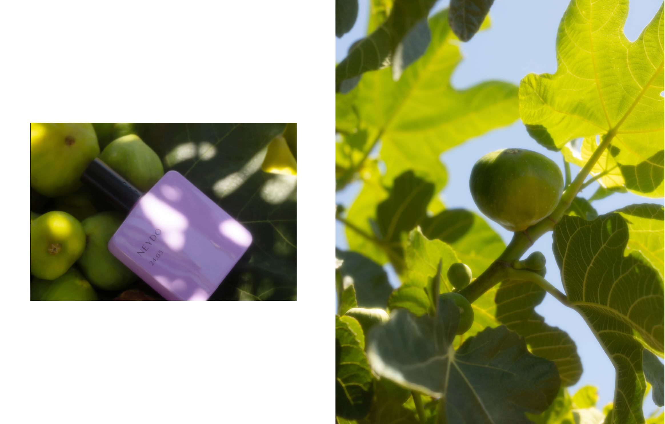 FIERY FIG