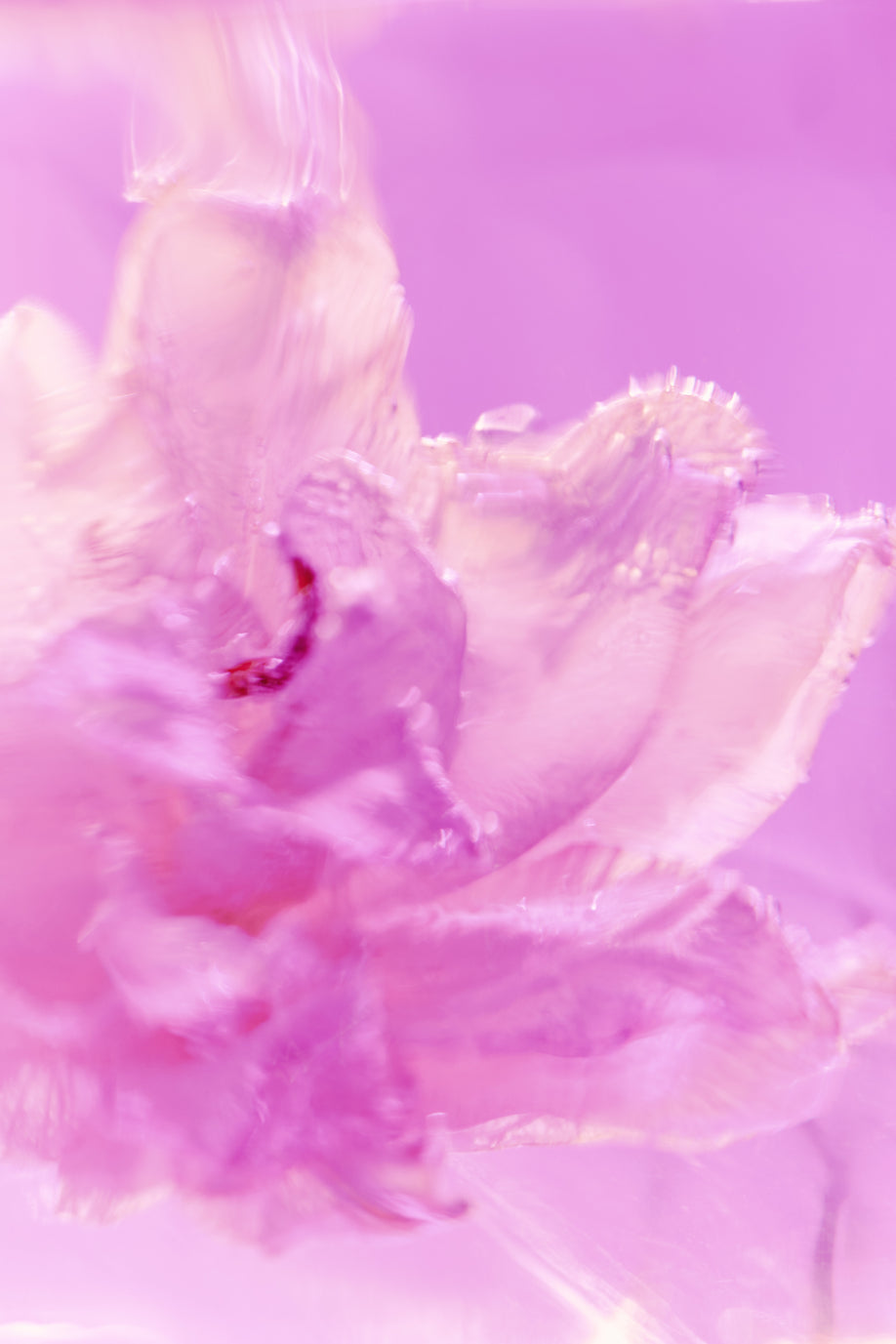 FLOWER FROST